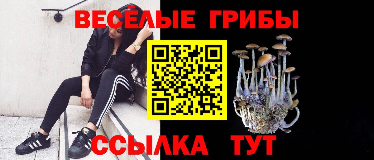 Егорьевск  Галлюциногенные грибы Psilocybe  Вход с VPN 